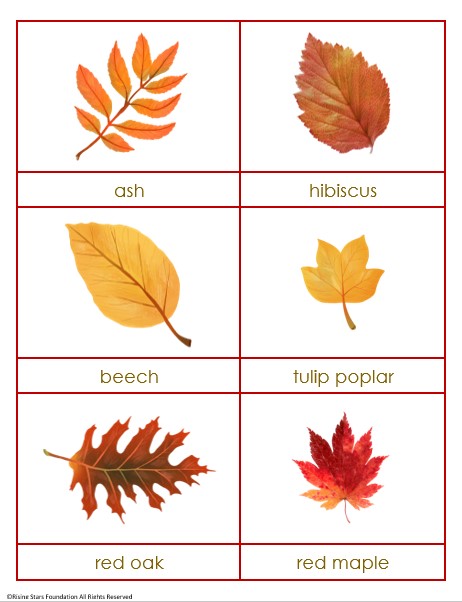 Fall into Learning Activity Pack